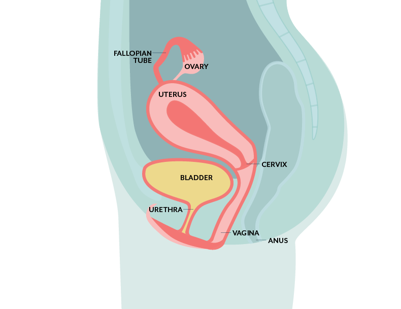 Chronic UTI and Interstitial Cystitis treatment - females