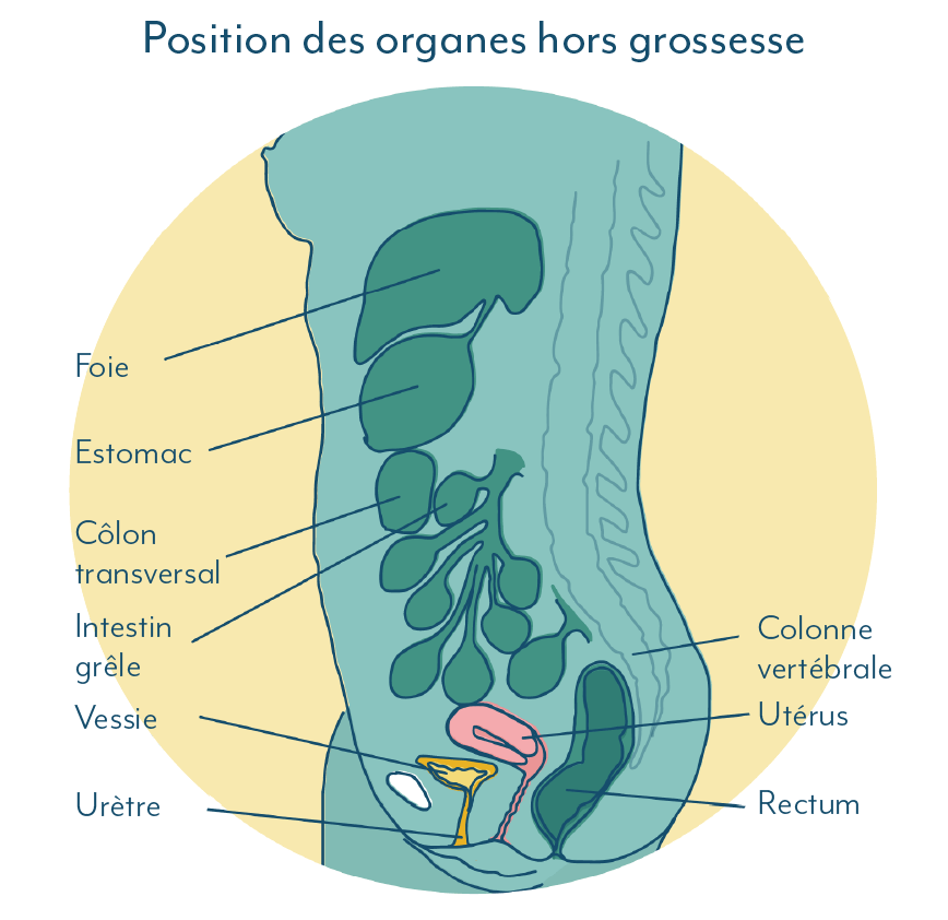 infection urinaire pendant la grossesse : Schéma des organes hors grossesse