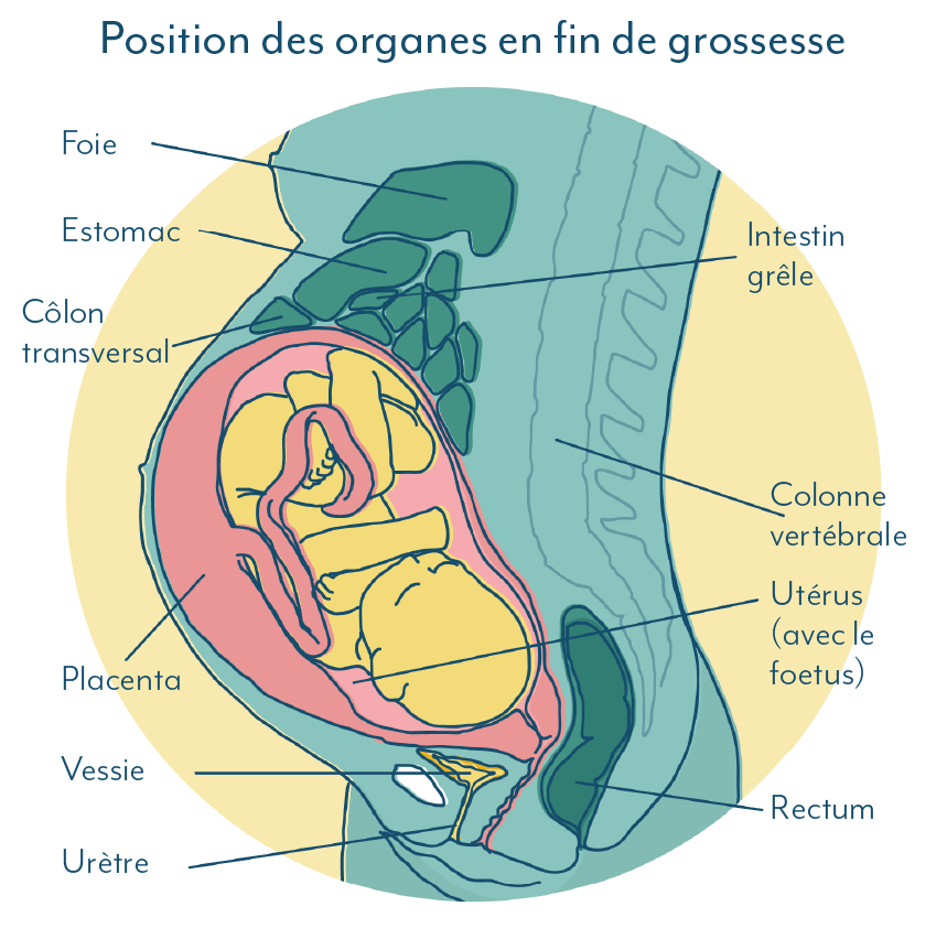 Une infections urinaires pendant la grossesse peut être due à la pression du fœtus sur les muscles pelviens.