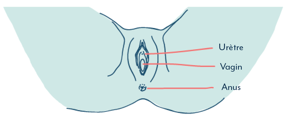 Schéma de l'urètre, du vagin et de l'anus chez la femme