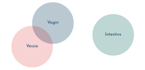 infections urinaires et grossesse : la vessie et le vagin sont interconnectés, contrairement aux intestins.