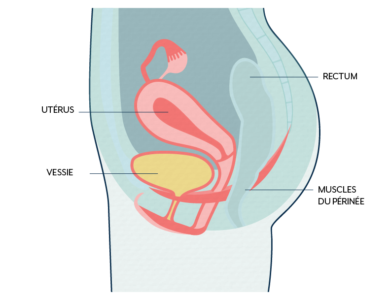 incontinence urinaire - renforcer les muscles du périnée est essentiel chez la femme.