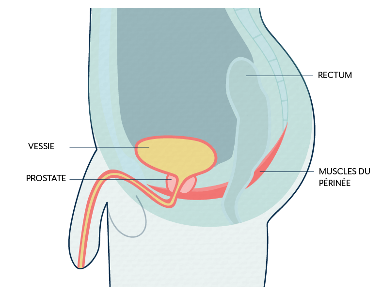 les hommes aussi souffrent d'incontinence urinaire et doivent renforcer leur périnée
