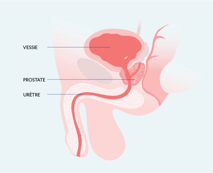 glandes de skene et infections urinaires - schéma prostate masculine