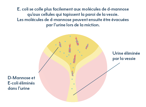 D-mannose, processus d'élimination de E coli