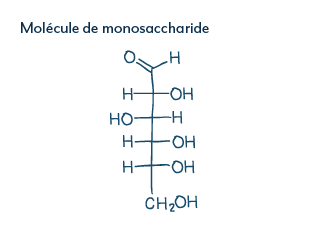 D-mannose, molécule de monosaccharide
