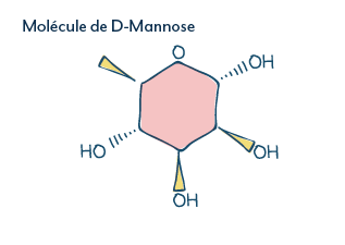 molécule de D-mannose