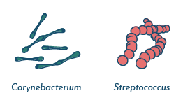 Corynebacterium and Steptococcus