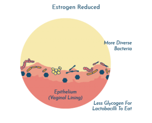 UTI and menopause - estrogen reduction