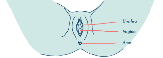 Female genital anatomy - proximity of urethra and vagina