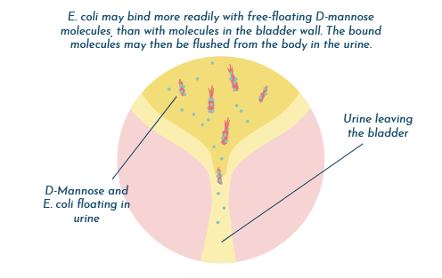 How D-mannose works for UTI prevention