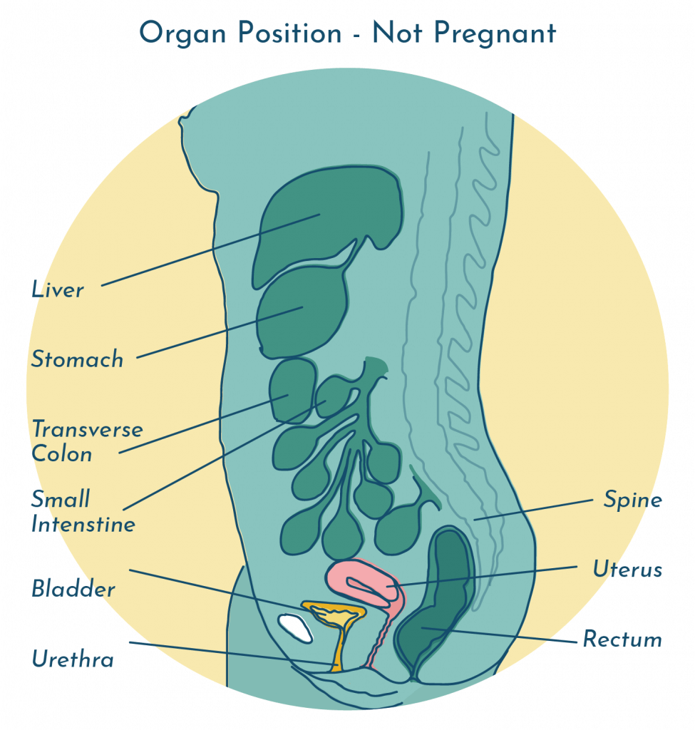 UTI during pregnancy - organ position when not pregnant