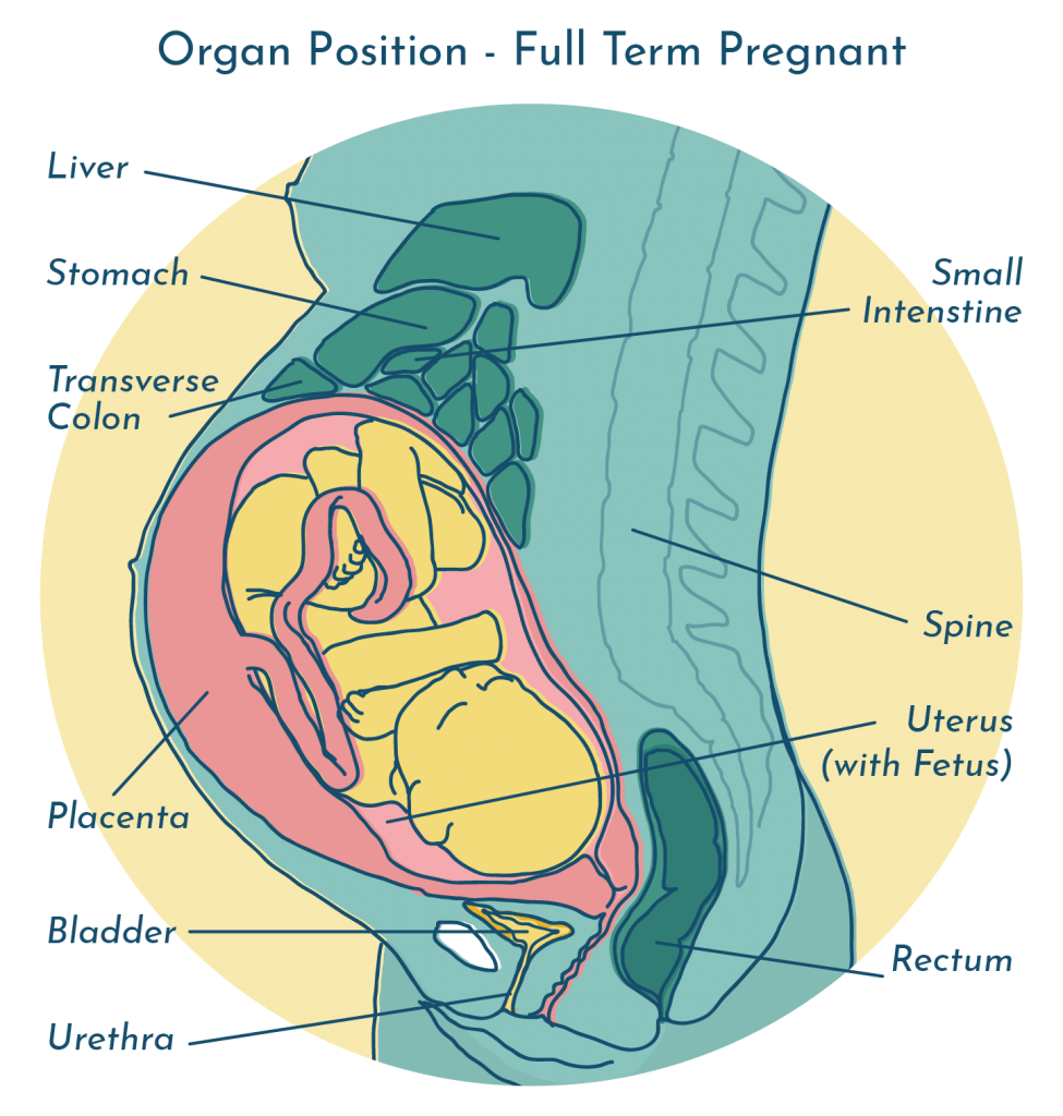 UTI during pregnancy - organ position