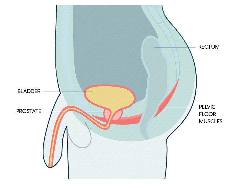 Organs and muscles of the pelvis in males