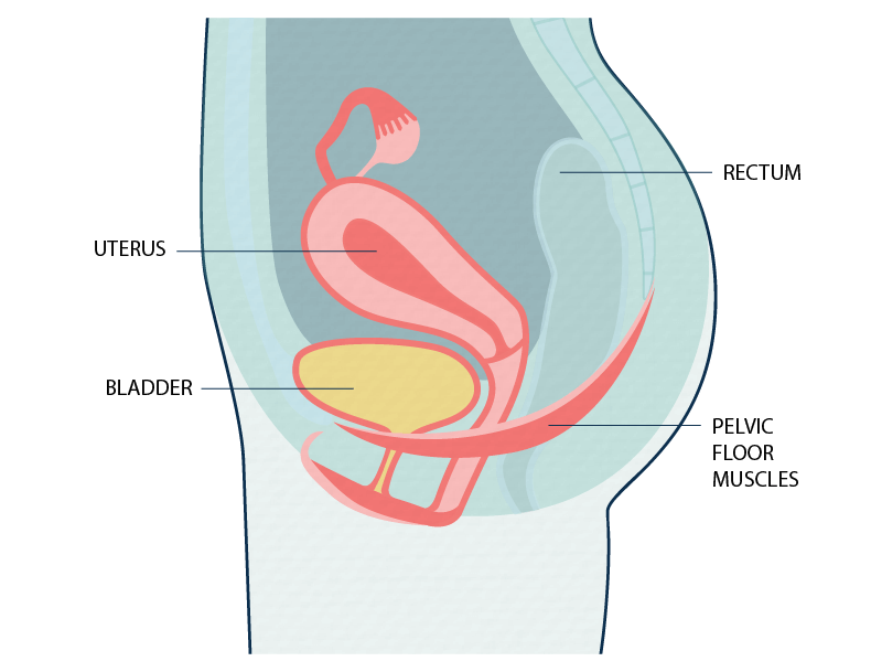 Female pelvic floor muscles - not pregnant