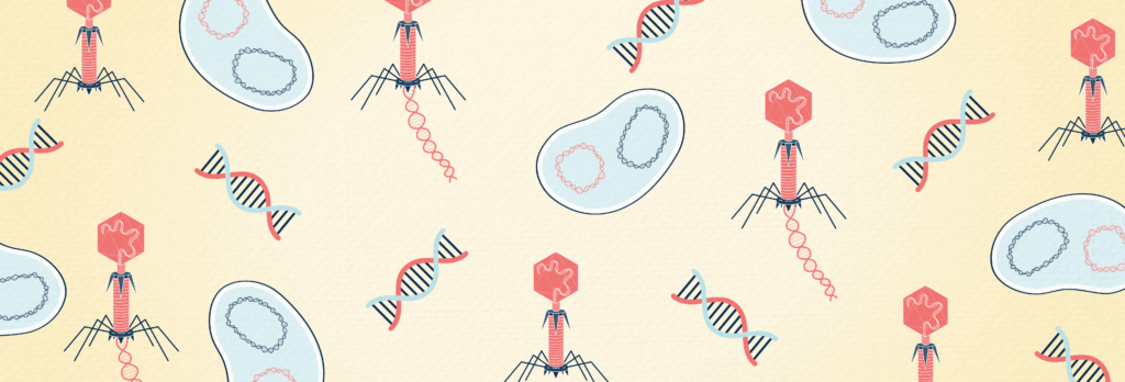 Bacteriophage for recurrent UTI