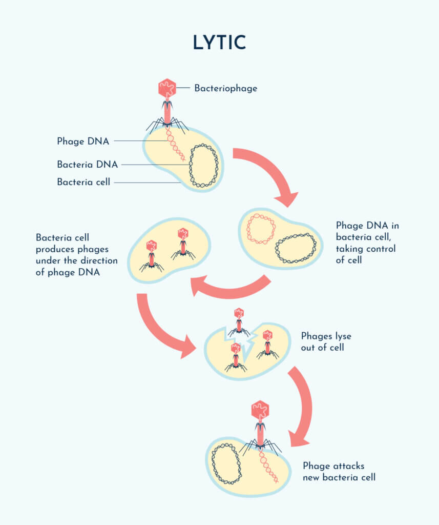 Phage therapy lytic cycle Lytic