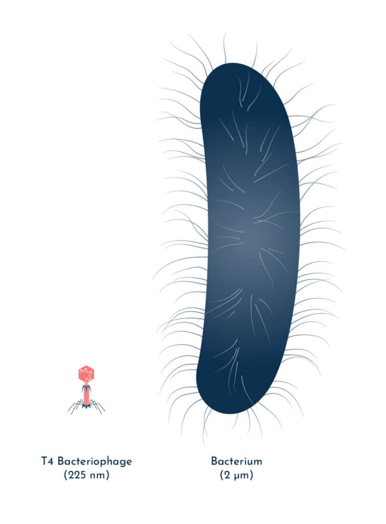 Bacteriophage vs Bacterium Size - Phage therapy for UTI Bacteriophage vs bacterium