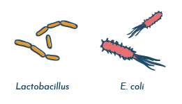 E.coli
