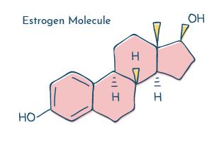 Estrogen molecule