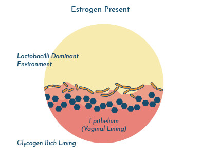 Estrogen present