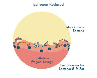 Estrogen reduced