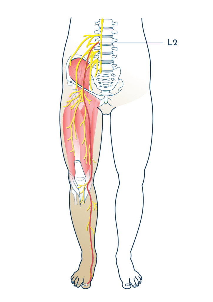 Chronic pelvic pain nerve
