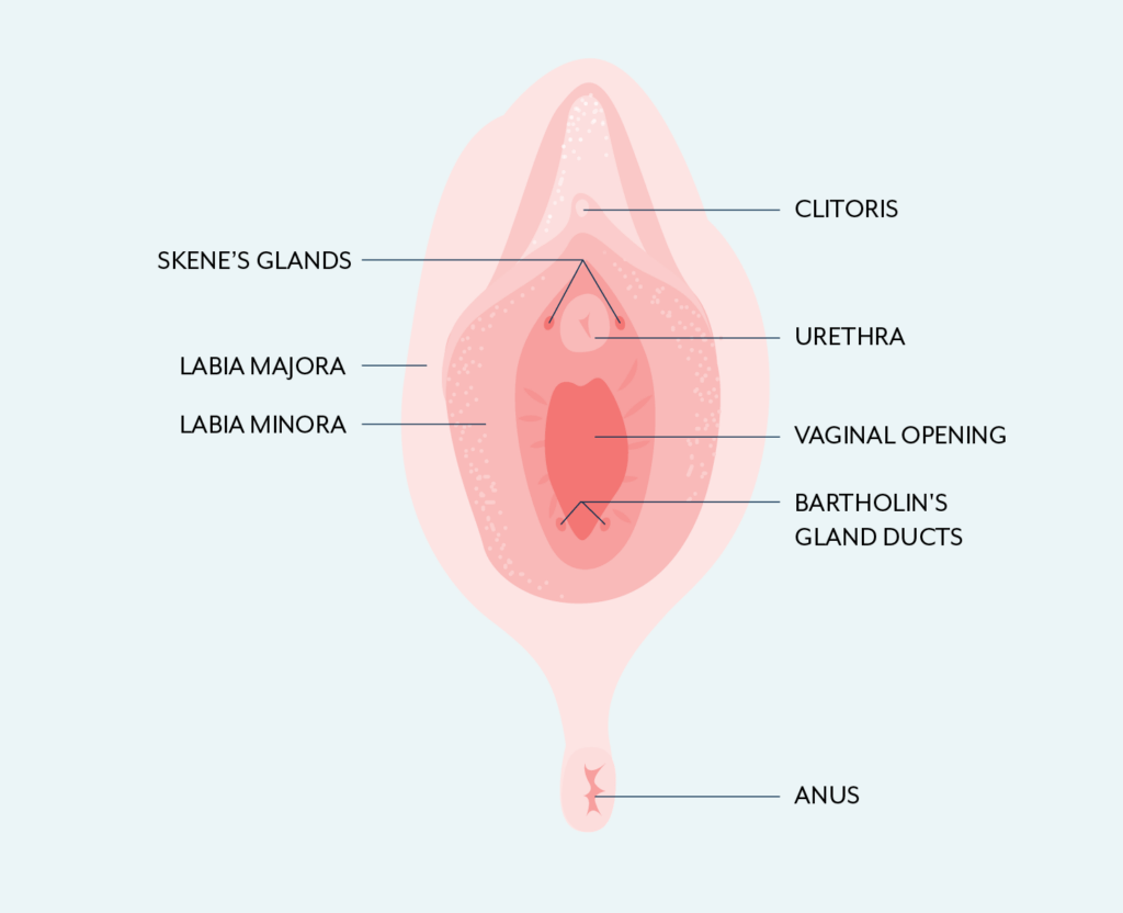 Female skene's gland anatomy