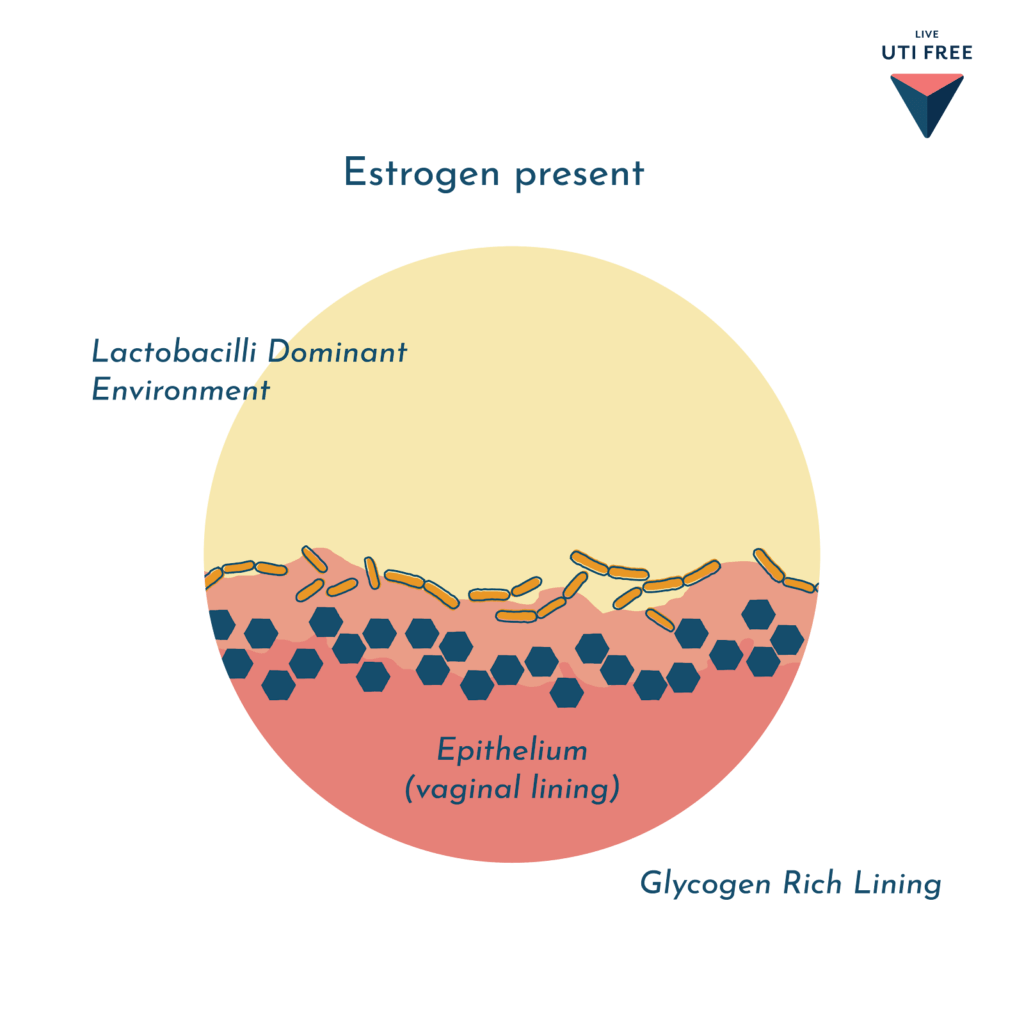 estrogen present
