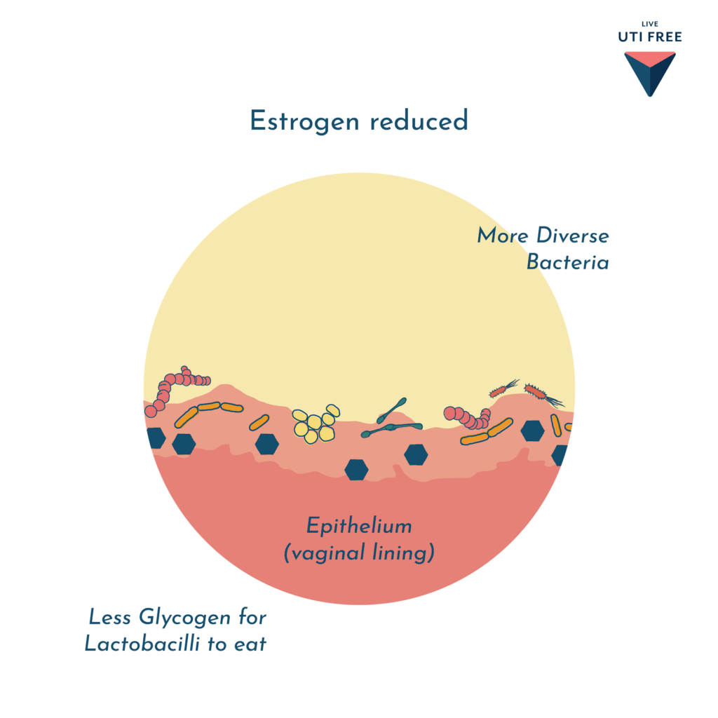 estrogen reduced
