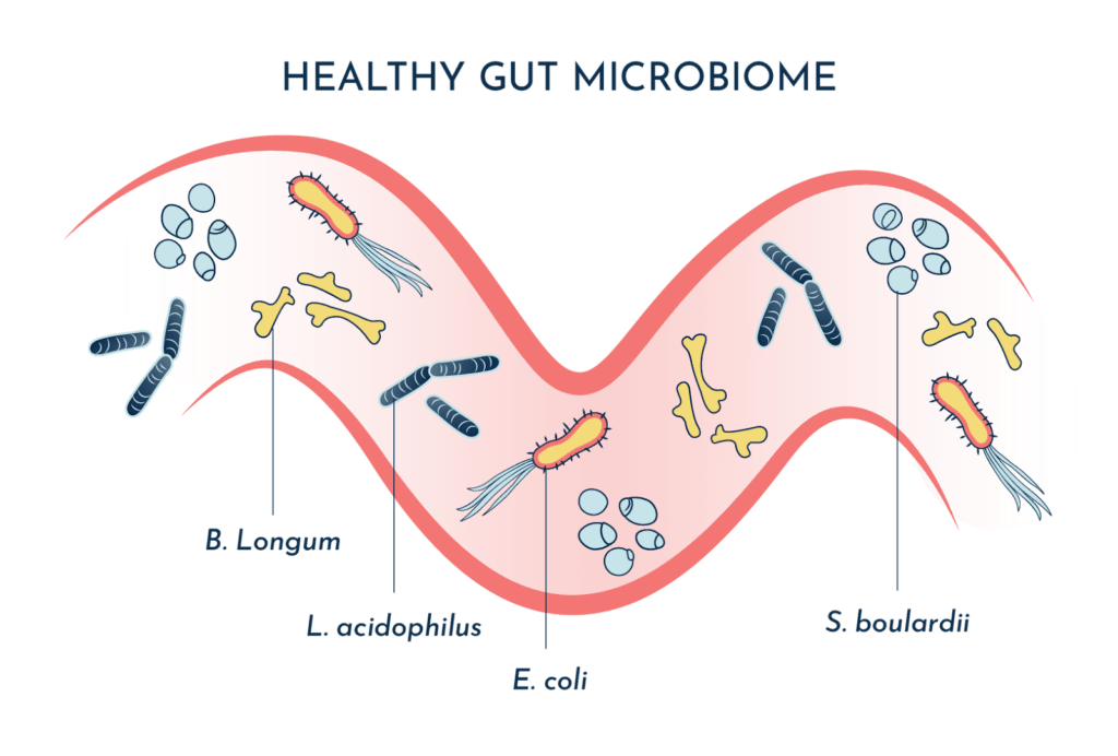 Healthy gut microbiome